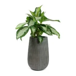 Patt High Plant Vase - Ridged Dark Grey -Indoor Plant Store Aglaonema Diamond Bay Chinese Evergreen Patt High Plant Vase Ridged Dark Grey