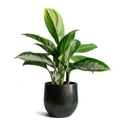 Zembla Plant Pot - Green 35 Zembla Plant Pot - Green -Indoor Plant Store Aglaonema Diamond Bay Zembla Plant Pot