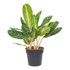 Aglaonema Key Lime - Chinese Evergreen -Indoor Plant Store Aglaonema Key Lime Chinese Evergreen 27cm