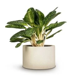 Grigio Cylinder Planter - Antique White Concrete -Indoor Plant Store Aglaonema Key Lime Chinese Evergreen 27x75cm Grigio Cylinder Planter Antique White Concrete 48x32cm