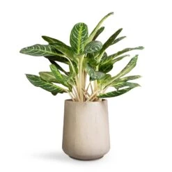Aglaonema Key Lime - Chinese Evergreen -Indoor Plant Store Aglaonema Key Lime Chinese Evergreen 27x75cm Raindrop Tube High Round Planter Stone 37x42cm