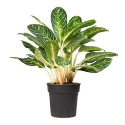 Aglaonema Key Lime - Chinese Evergreen -Indoor Plant Store Aglaonema Key Lime Chinese Evergreen 27x80cm