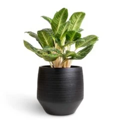 Aglaonema Key Lime - Chinese Evergreen -Indoor Plant Store Aglaonema Key Lime Chinese Evergreen 27x80cm Norell Plant Pot Black 42x38cm