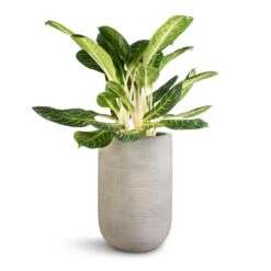 Aglaonema Key Lime - Chinese Evergreen -Indoor Plant Store Aglaonema Key Lime Chinese Evergreen Cody Plant Vase Ridged Cement 35x55cm 0af7fee6 13af 4632 8313 f272a394c83e