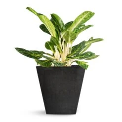 Aglaonema Key Lime - Chinese Evergreen -Indoor Plant Store Aglaonema Key Lime Chinese Evergreen Ella Artstone Plant Pot Black 45x45x45cm