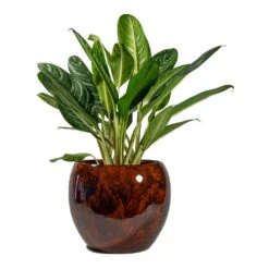 Aglaonema Key Lime - Chinese Evergreen -Indoor Plant Store Aglaonema Key Lime Chinese Evergreen Kae Plant Pot Cayenne