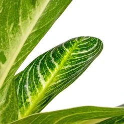 Aglaonema Key Lime - Chinese Evergreen -Indoor Plant Store Aglaonema Key Lime Chinese Evergreen SWATCH