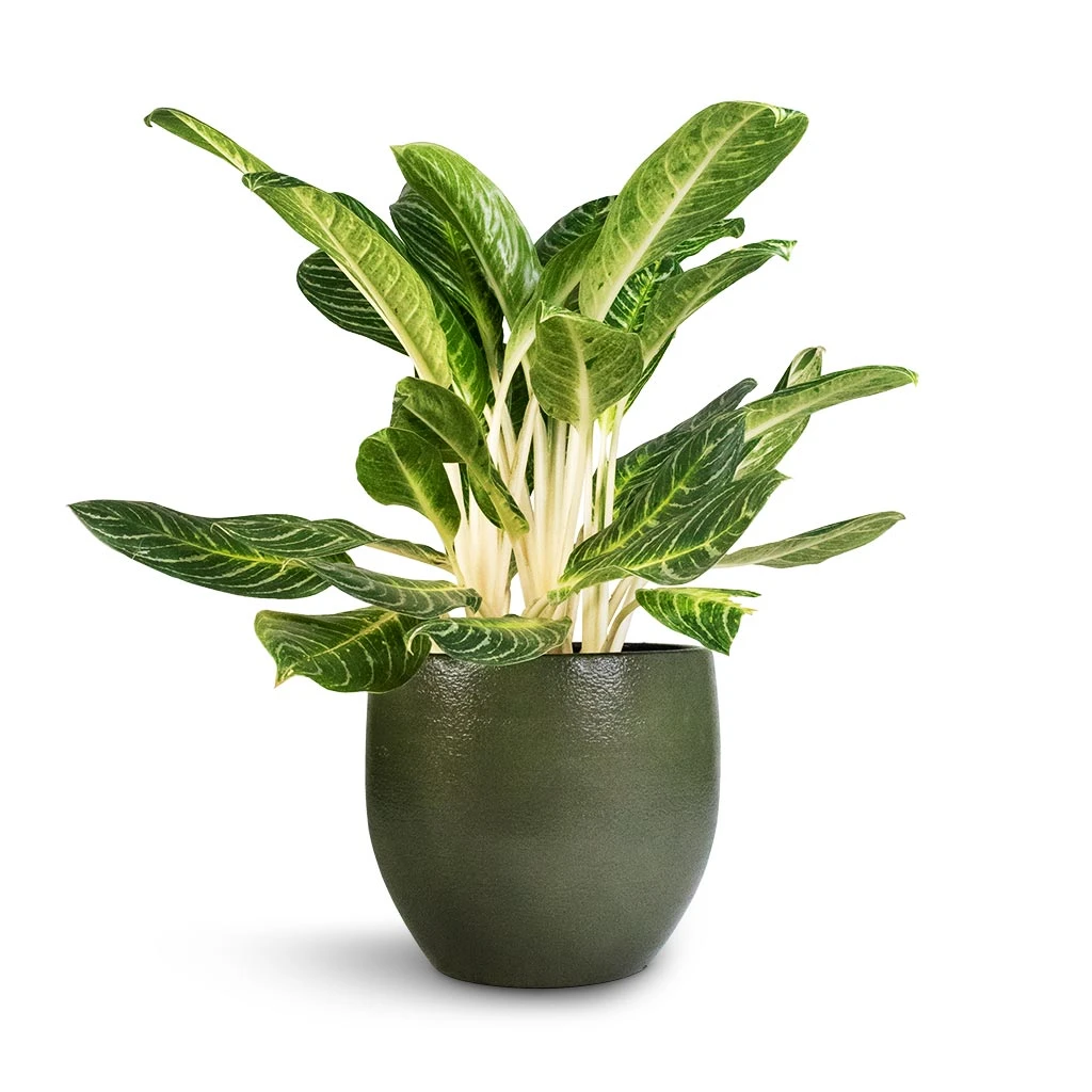 Zembla Plant Pot - Green 11 Zembla Plant Pot - Green - Image 11