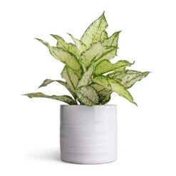 Hadleigh Plant Pot - White 16 Hadleigh Plant Pot - White -Indoor Plant Store Aglaonema Kiwi Chinese Evergreen 12x30cm Hadleigh Plant Pot White 14x13cm d7e65c5d 2647 419a ae12 c34393535fb8