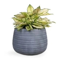 Angle Darcy Plant Pot - Grey 12 Angle Darcy Plant Pot - Grey -Indoor Plant Store Aglaonema Kiwi Chinese Evergreen 19x45cm Angle Darcy Plant Pot Grey 34.5x24cm 3bfa70c7 e910 41db b43a 624f806f9641