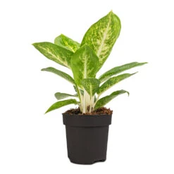 Aglaonema Lemon Mint - Chinese Evergreen -Indoor Plant Store Aglaonema Lemon Mint 12cm