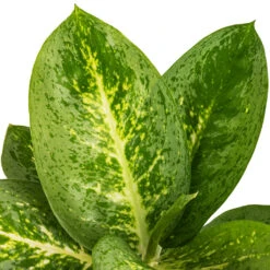 Aglaonema Lemon Mint - Chinese Evergreen -Indoor Plant Store Aglaonema Lemon Mint SWATCH
