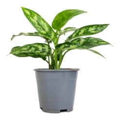 Aglaonema Maria - Chinese Evergreen -Indoor Plant Store Aglaonema Maria Chinese Evergreen 14x30cm 2