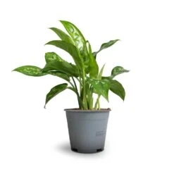 Aglaonema Maria - Chinese Evergreen -Indoor Plant Store Aglaonema Maria Chinese Evergreen 14x30cm