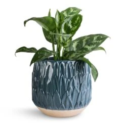 Aglaonema Maria - Chinese Evergreen -Indoor Plant Store Aglaonema Maria Chinese Evergreen 14x30cm Arles Leaf Plant Pot Teal 17x17cm