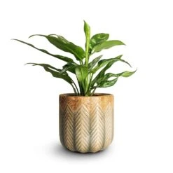 Aglaonema Maria - Chinese Evergreen -Indoor Plant Store Aglaonema Maria Chinese Evergreen 14x30cm Cecil Plant Pot Taupe 18x17cm emma