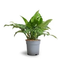 Aglaonema Maria - Chinese Evergreen -Indoor Plant Store Aglaonema Maria Chinese Evergreen 17x50cm