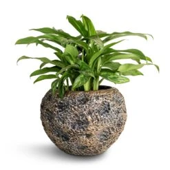 Aglaonema Maria - Chinese Evergreen -Indoor Plant Store Aglaonema Maria Chinese Evergreen 17x50cm Luxe Lite Moon Globe Planter Bronze 28x20cm 22870578 9e06 49ea 9ba6 9c06c4197501