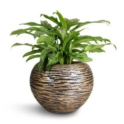 Luxe Lite Wrinkle Globe Planter - Bronze 12 Luxe Lite Wrinkle Globe Planter - Bronze -Indoor Plant Store Aglaonema Maria Chinese Evergreen 17x50cm Luxe Lite Wrinkle Globe Planter Bronze 28x20cm