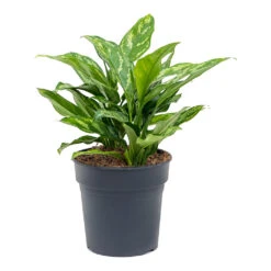 Aglaonema Maria - Chinese Evergreen -Indoor Plant Store Aglaonema Maria Chinese Evergreen 19cm