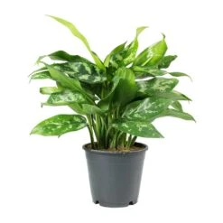 Aglaonema Maria - Chinese Evergreen -Indoor Plant Store Aglaonema Maria Chinese Evergreen