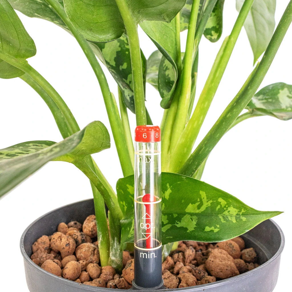 Aglaonema Maria - Chinese Evergreen - HydroCare 2 Aglaonema Maria - Chinese Evergreen - HydroCare - Image 2