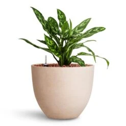 Aglaonema Maria - Chinese Evergreen - HydroCare 6 Aglaonema Maria - Chinese Evergreen - HydroCare -Indoor Plant Store Aglaonema Maria Chinese Evergreen HydroCare Coral Refined Planter Natural White