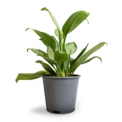 Aglaonema Silver Bay - Chinese Evergreen -Indoor Plant Store Aglaonema Silver Bay Chinese Evergreen 14x45cm