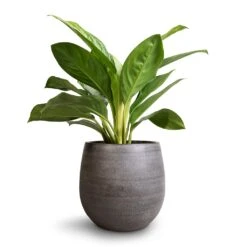 Esra Plant Pot - Mystic Grey -Indoor Plant Store Aglaonema Silver Bay Chinese Evergreen 14x45cm Esra Plant Pot Mystic Grey 22x20cm 45ea2873 0e76 4197 9dd2 9d857bfce2e5