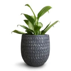 Aglaonema Silver Bay - Chinese Evergreen -Indoor Plant Store Aglaonema Silver Bay Chinese Evergreen 14x45cm Kinza Planter Anthracite 20x20cm