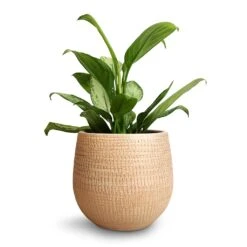 Ryan Plant Pot - Sand Gold 38 Ryan Plant Pot - Sand Gold -Indoor Plant Store Aglaonema Silver Bay Chinese Evergreen 14x45cm Ryan Plant Pot Sand Gold 18x16cm 9d7c89f6 d152 4741 aed3 f62db408cb77