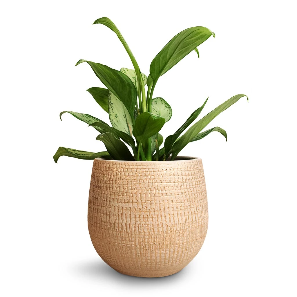 Ryan Plant Pot - Sand Gold 19 Ryan Plant Pot - Sand Gold - Image 19