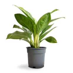 Aglaonema Silver Bay - Chinese Evergreen -Indoor Plant Store Aglaonema Silver Bay Chinese Evergreen 17x55cm