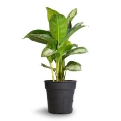 Aglaonema Silver Bay - Chinese Evergreen -Indoor Plant Store Aglaonema Silver Bay Chinese Evergreen 24x65cm 1