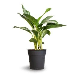 Aglaonema Silver Bay - Chinese Evergreen -Indoor Plant Store Aglaonema Silver Bay Chinese Evergreen 24x65cm 2
