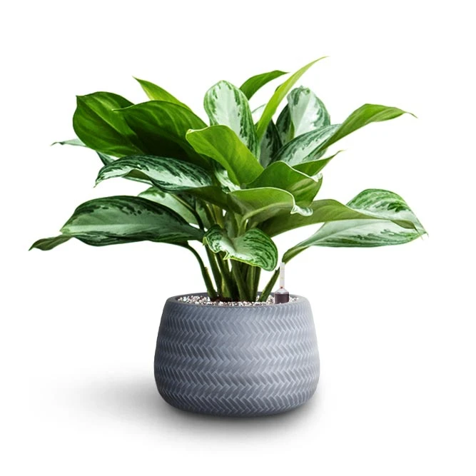 Angle Darcy Plant Pot - Grey 2 Angle Darcy Plant Pot - Grey - Image 2