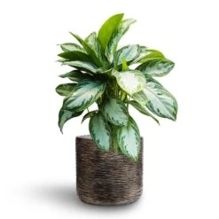 Luxe Lite Wrinkle Cylinder Planter - Bronze 24 Luxe Lite Wrinkle Cylinder Planter - Bronze -Indoor Plant Store Aglaonema Silver Bay Chinese Evergreen Hydroculture Luxe Lite Wrinkle Cylinder Planter Bronze