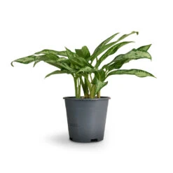 Aglaonema Silver Queen - Chinese Evergreen -Indoor Plant Store Aglaonema Silver Queen Chinese Evergreen 14x40cm