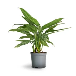 Aglaonema Silver Queen - Chinese Evergreen -Indoor Plant Store Aglaonema Silver Queen Chinese Evergreen 17x60cm 1