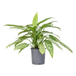 Aglaonema Silver Queen - Chinese Evergreen -Indoor Plant Store Aglaonema Silver Queen Chinese Evergreen 17x60cm 2