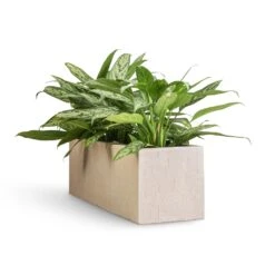 Aglaonema Silver Queen - Chinese Evergreen -Indoor Plant Store Aglaonema Silver Queen Chinese Evergreen 17x60cm Raindrop Trough Planter Stone 70x23x23cm