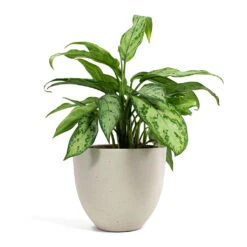 Coral Refined Planter - Natural White -Indoor Plant Store Aglaonema Silver Queen Chinese Evergreen Coral Refined Planter Natural White