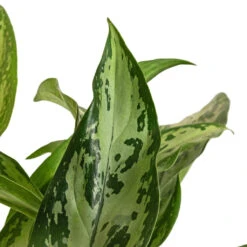 Aglaonema Silver Queen - Chinese Evergreen -Indoor Plant Store Aglaonema Silver Queen Chinese Evergreen DETAIL