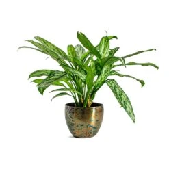 Aglaonema Silver Queen - Chinese Evergreen -Indoor Plant Store Aglaonema Silver Queen Chinese Evergreen Kian Metal Plant Pots Set of 3 Sky Burn