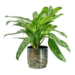 Aglaonema Silver Queen - Chinese Evergreen -Indoor Plant Store Aglaonema Silver Queen Chinese Evergreen Minou Metal Plant Pots Set of 3 Copper Black 2270f6d5 85b6 47c5 aa39 f3c9be0ac8a5