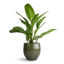 Aglaonema Stripes - Chinese Evergreen 21 Aglaonema Stripes - Chinese Evergreen -Indoor Plant Store Aglaonema Stripes Chinese Evergreen 17x55cm Zembla Plant Pot Green 22x20cm
