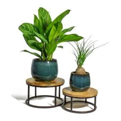 Beaucarnea - Pony Tail Palm - Orb 19 Beaucarnea - Pony Tail Palm - Orb -Indoor Plant Store Aglaonema Stripes Chinese Evergreen Beaucarnea Pony Tail Palm Orb odile petrol plant pot lois stand 92954cdc 0cbb 4fd7 a541 418c714eaf25