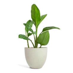 Coral Refined Planter - Natural White -Indoor Plant Store Aglaonema Stripes Chinese Evergreen Coral Refined Planter Natural White