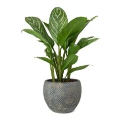 Aglaonema Stripes - Chinese Evergreen 18 Aglaonema Stripes - Chinese Evergreen -Indoor Plant Store Aglaonema Stripes Chinese Evergreen Fay Plant Pot