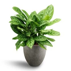 Grigio Egg Pot Planter - Natural Concrete -Indoor Plant Store Aglaonema Stripes Chinese Evergreen Hydroculture Grigio Egg Pot Planter Natural Concrete 4b8e4a8b 8204 48b5 aa17 9c8cbd607812